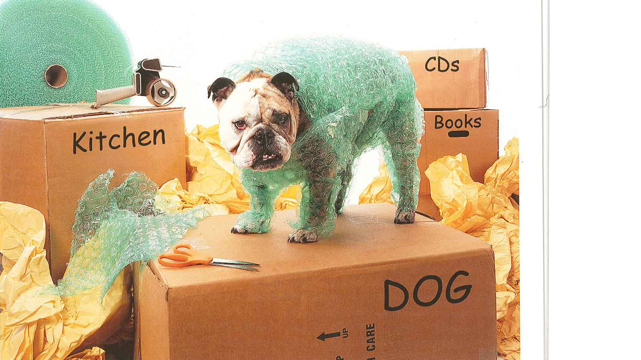 Photograph of packed boxes and bubbled wrapped dog